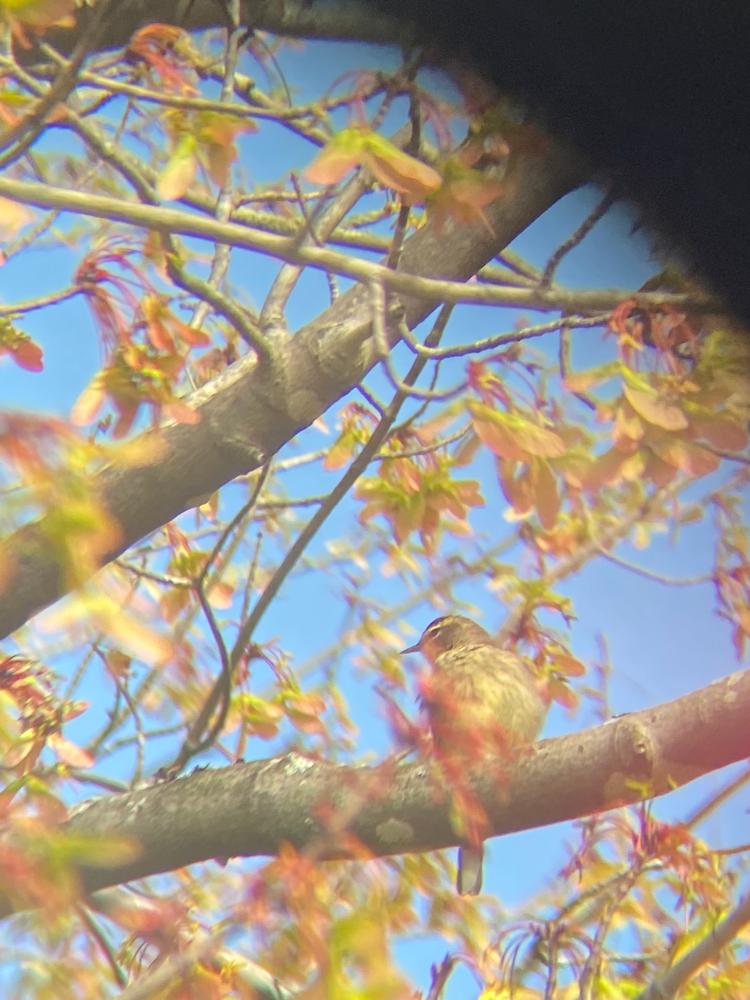 Pro Issue 8x42 - Customer Photo From Alex Troutman 